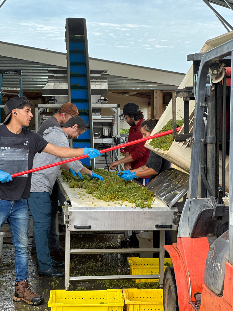 Employees Sorting Grapes