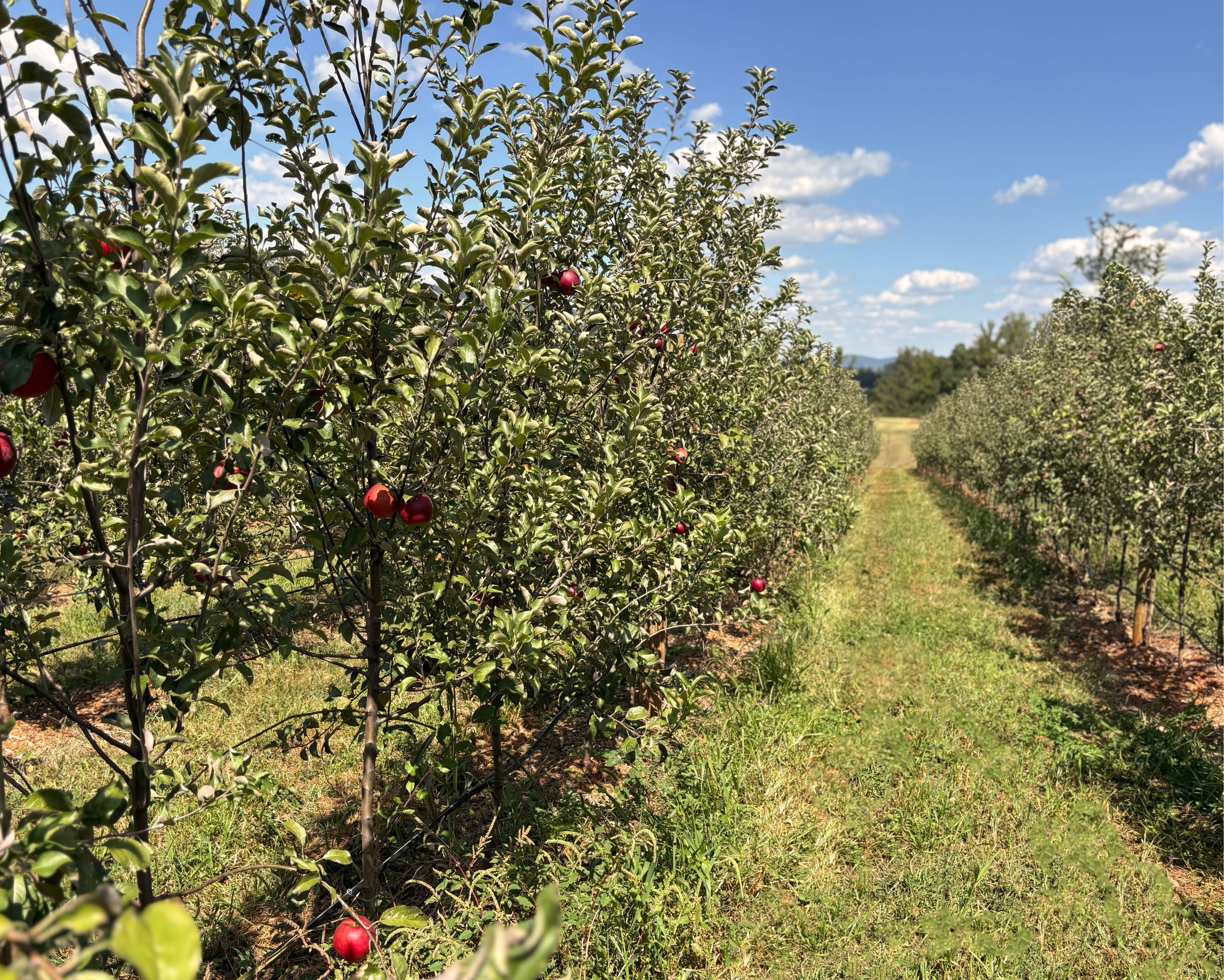 https://trumpwinery.ntdemosite.com/images/uploads/Tabbed_Slider_Web_%281%29_Apple_Picking_options.png